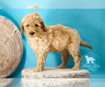 Small Photo #7 Goldendoodle Puppy For Sale in CARLOCK, IL, USA