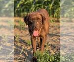 Small Photo #1 Labrador Retriever Puppy For Sale in BRIDGEWATER, VA, USA