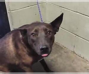 German Shepherd Dog-Unknown Mix Dogs for adoption in Tulsa, OK, USA