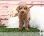 Small Photo #2 Labradoodle Puppy For Sale in MARIETTA, GA, USA