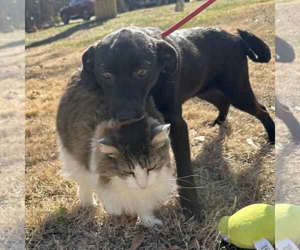 Medium Photo #4 Labrador Retriever-Unknown Mix Puppy For Sale in Yardley, PA, USA