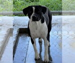 Small #1 Border Collie-Boston Terrier Mix