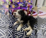 Small Photo #3 Bernedoodle Puppy For Sale in MOUNT SINAI, NY, USA
