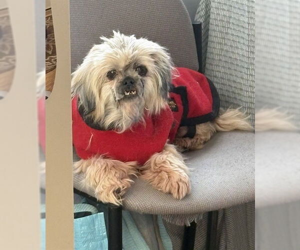 Medium Photo #1 Shih Tzu Puppy For Sale in Brewster, MA, USA