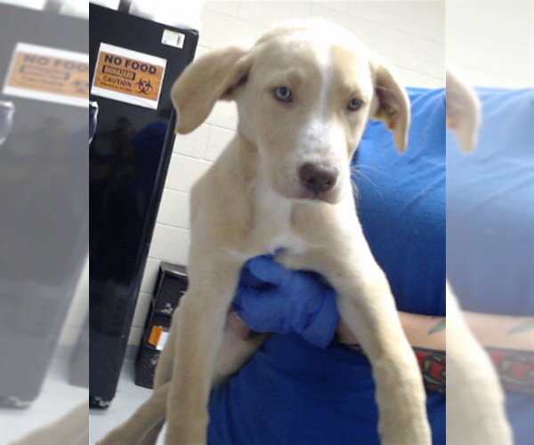Medium Photo #1 Labrador Retriever-Unknown Mix Puppy For Sale in Fayetteville, NC, USA