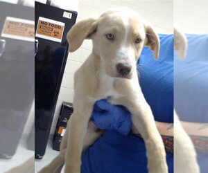 Labrador Retriever-Unknown Mix Dogs for adoption in Fayetteville, NC, USA