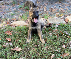German Shepherd Dog Puppy for sale in WINSTON SALEM, NC, USA