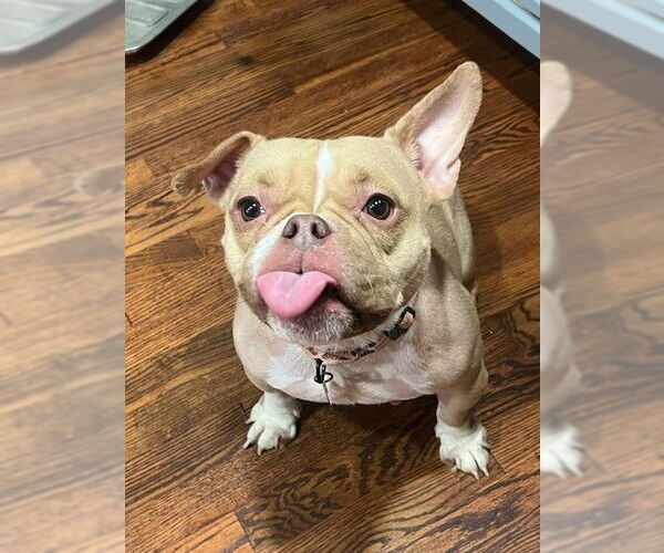 Medium Photo #2 French Bulldog-Unknown Mix Puppy For Sale in Springdale, PA, USA