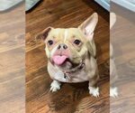 Small #1 French Bulldog Mix