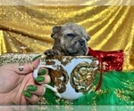 Small Photo #106 French Bulldog Puppy For Sale in HAYWARD, CA, USA