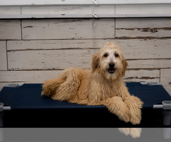 Medium Photo #1 Goldendoodle Puppy For Sale in ELBERT, CO, USA