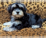 MIDNIGHT - Male Havanese Puppy for Sale - Photo #2