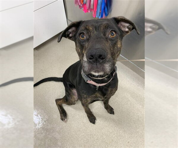 Medium Photo #1 Boxer-Unknown Mix Puppy For Sale in Fairbanks, AK, USA