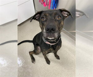 Boxer-Unknown Mix Dogs for adoption in Fairbanks, AK, USA