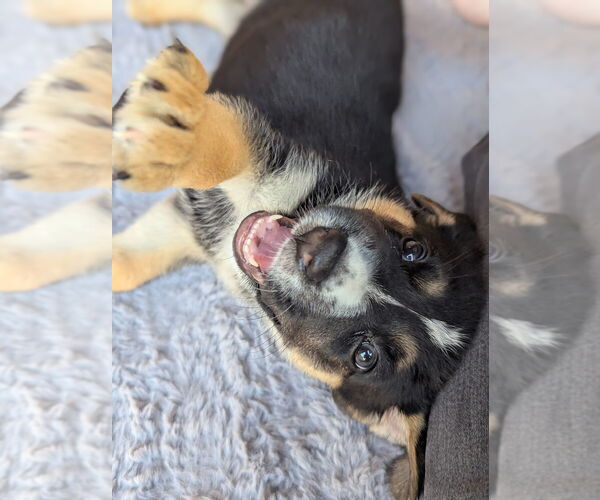 Medium Photo #3 German Shepherd Dog-Unknown Mix Puppy For Sale in Dana Point, CA, USA