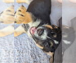 Small #2 German Shepherd Dog Mix