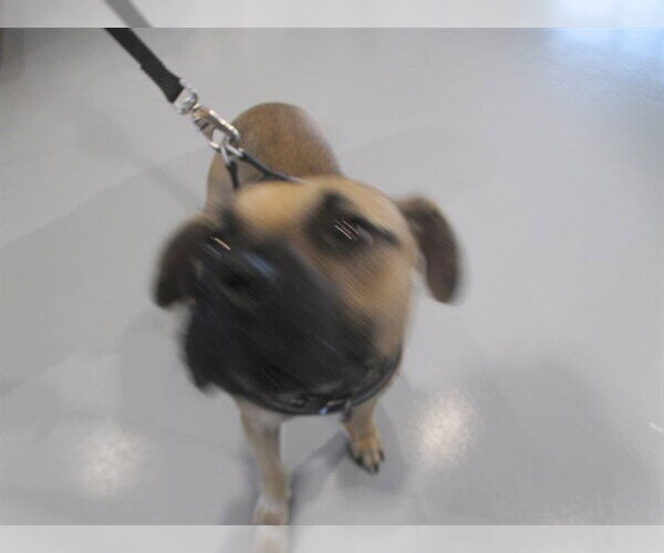 Medium Photo #1 Black Mouth Cur Puppy For Sale in Ocala, FL, USA