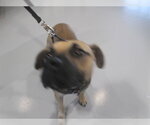 Small Black Mouth Cur