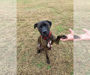 Mutt Dogs for adoption in Unionville, PA, USA