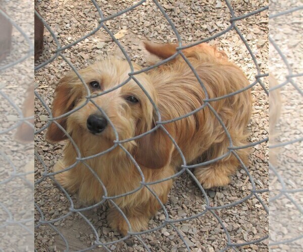Medium Photo #1 Dachshund Puppy For Sale in RATTAN, OK, USA