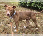 Small #1 American Pit Bull Terrier Mix