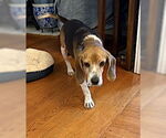 Small #10 Beagle