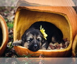 Small Photo #10 German Shepherd Dog Puppy For Sale in MONROE, NC, USA
