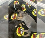 Small #3 Doberman Pinscher