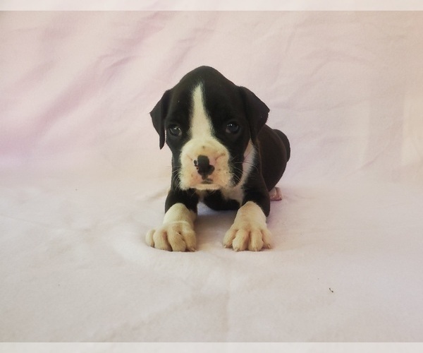 Medium Photo #3 Boxer Puppy For Sale in PINE CITY, MN, USA