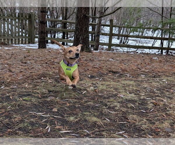 Medium Photo #2 Mutt Puppy For Sale in Mundelein, IL, USA