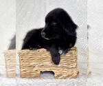 Small #4 Golden Shepherd