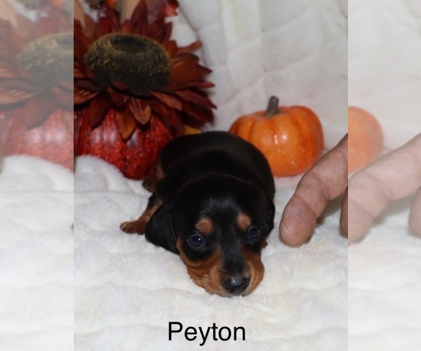 Medium Photo #1 Dachshund Puppy For Sale in LOVELY, KY, USA
