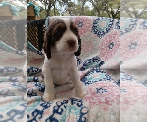 English Springer Spaniel Puppy for sale in BROOKSVILLE, FL, USA