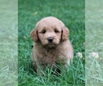 Small Photo #18 Labradoodle Puppy For Sale in SYRACUSE, IN, USA