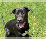 Small #1 Labrador Retriever Mix