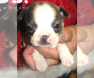 Boston Terrier Puppy for sale in CRKD RVR RNCH, OR, USA