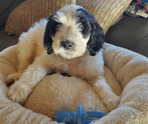 Double Doodle Puppy for sale in EDMOND, OK, USA