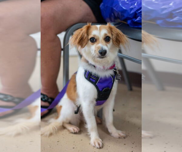 Medium Photo #14 Mutt Puppy For Sale in Mundelein, IL, USA