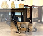 Small #9 German Shepherd Dog