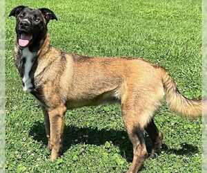 German Shepherd Dog-Huskies  Mix Dogs for adoption in Newfoundland, PA, USA