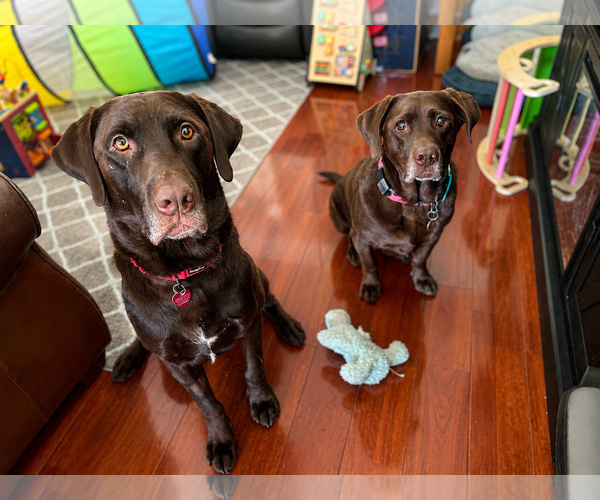 Medium Photo #3 Labrador Retriever Puppy For Sale in Clovis, CA, USA