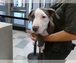 Small American Pit Bull Terrier Mix