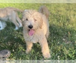 Small Photo #14 Labradoodle Puppy For Sale in CANON, GA, USA