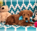 Small Photo #1 Labradoodle Puppy For Sale in CLAY, PA, USA