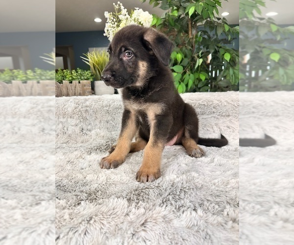 Medium Photo #4 German Shepherd Dog Puppy For Sale in GREENFIELD, IN, USA