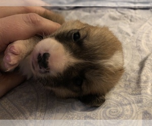 Pembroke Welsh Corgi Puppy for sale in RAMONA, OK, USA