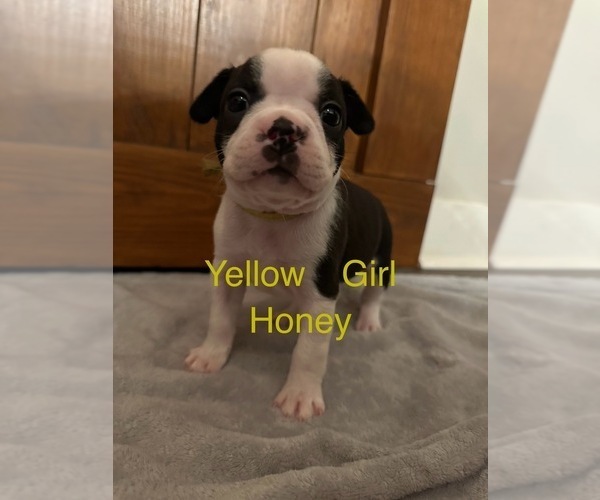 Medium Photo #1 Boston Terrier Puppy For Sale in VALDOSTA, GA, USA