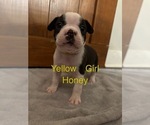 Small Photo #1 Boston Terrier Puppy For Sale in VALDOSTA, GA, USA