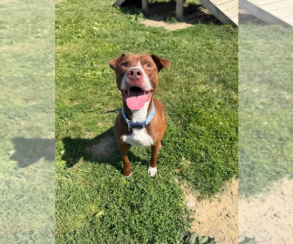 Medium Photo #4 American Staffordshire Terrier Puppy For Sale in Pierceton , IN, USA