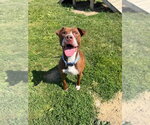 Small #3 American Staffordshire Terrier
